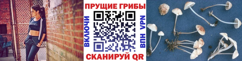 Галлюциногенные грибы Magic Shrooms  где купить наркоту  hydra ССЫЛКА  Волжск 